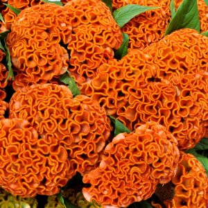 Celosia Act Zara (Orange)