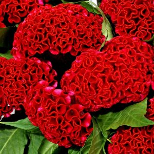 Celosia Act Dara (Velvet)