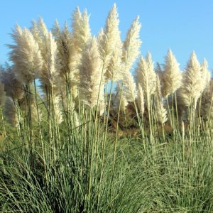 Cortaderia selloana White Feather