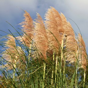 Cortaderia selloana Pink Feather