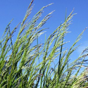 Deschampsia cespitosa Goldtau