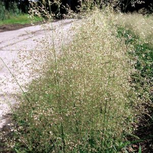 Deschampsia cespitosa Tardiflora