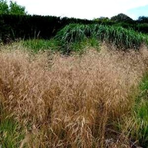 Deschampsia cespitosa Goldschleier