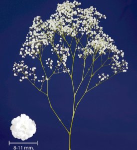 Gypsophila My Color My White Cosmic