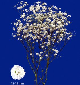 Gypsophila Xlence Xcite