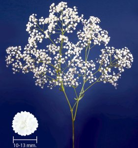 Gypsophila Xlence