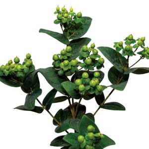 Hypericum Brisk Green Lime