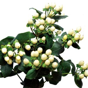 Hypericum Brisk White Coconut