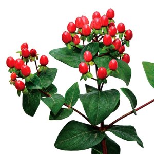 Hypericum Brisk Chili Pepper