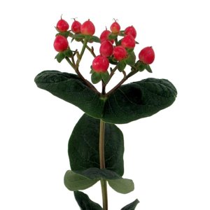 Hypericum Globo Raspberry