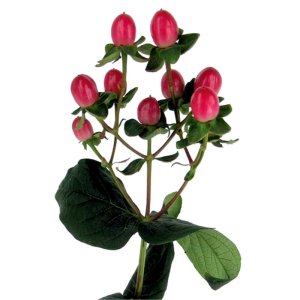 Hypericum Globo Ruby