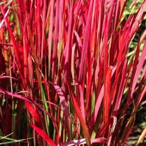 Imperata cylindrica Red Baron