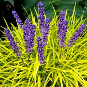 Liriope muscari PeeDee Gold Inglot