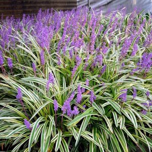 Liriope muscari Variegata