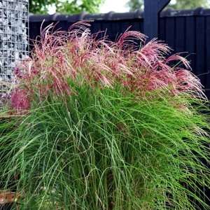 Miscanthus sinensis Red Cloud