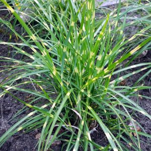 Miscanthus sinensis Strictus Dwarf