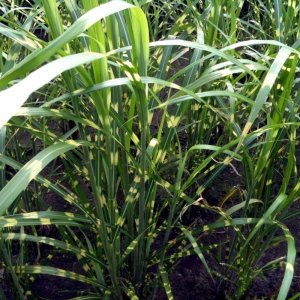 Miscanthus sinensis Zebrinus