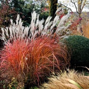 Miscanthus sinensis Fire Dragon