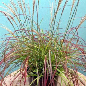 Miscanthus sinensis Little Miss