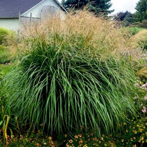 Miscanthus sinensis Autumn Anthem