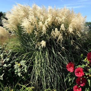 Miscanthus sinensis Encore