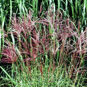 Miscanthus sinensis Ferner Osten