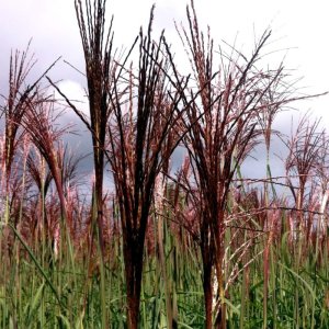 Miscanthus sinensis Malepartus