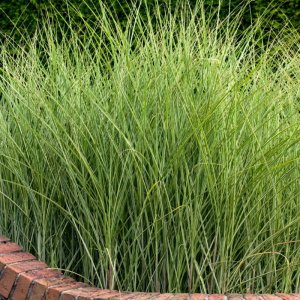 Miscanthus sinensis Morning Light