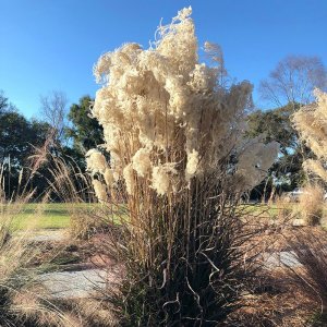 Miscanthus sinensis Oktoberfest