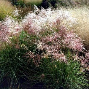 Miscanthus sinensis Pink Cloud