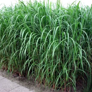 Miscanthus floridulus