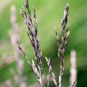 Molinia caerulea Edith Dudszus