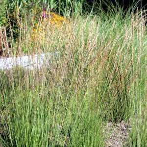 Molinia caerulea Heidebraut