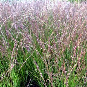 Molinia caerulea Heidezwerg