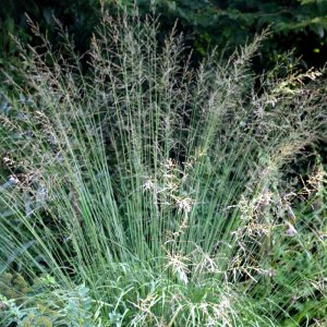 Molinia arundinacea Transparent