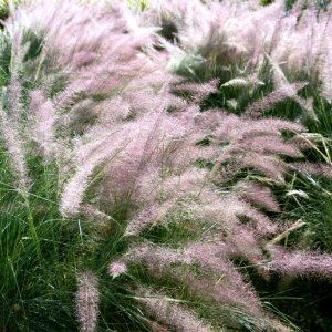 Muhlenbergia capillaris