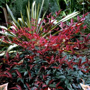 Nandina domestica Flirt