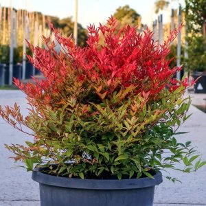 Nandina domestica Moonbay