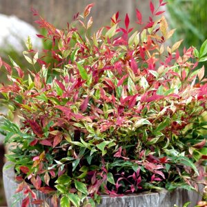 Nandina domestica Red Light