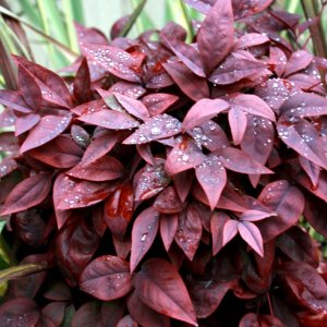 Nandina domestica Blush Pink