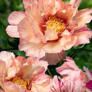 Paeonia Itoh Lollipop