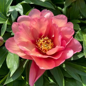 Paeonia Itoh Magical Mistery Tour