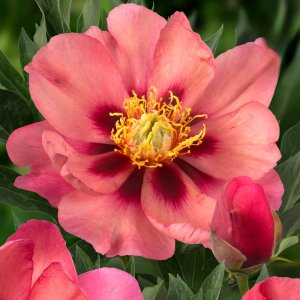 Paeonia Itoh Old Rose Dandy