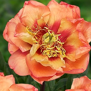 Paeonia Itoh Orange Victory