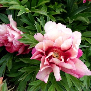 Paeonia Itoh Pastel Splendor