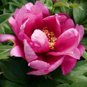 Paeonia Itoh Pink Ardour