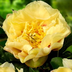 Paeonia Itoh Prairie Charm