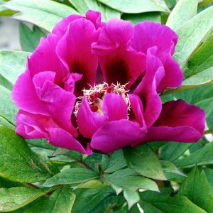 Paeonia Itoh Purple Sensation