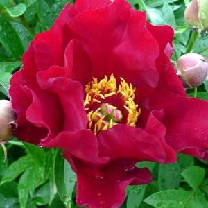 Paeonia Itoh Scarlet Heaven