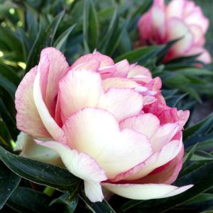 Paeonia Itoh Scrumdidleumptious